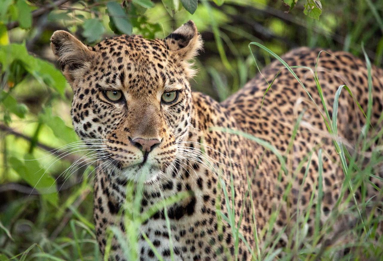 Karongwe Portfolio - Becks Safari Lodge Karongwe Game Reserve Luaran gambar