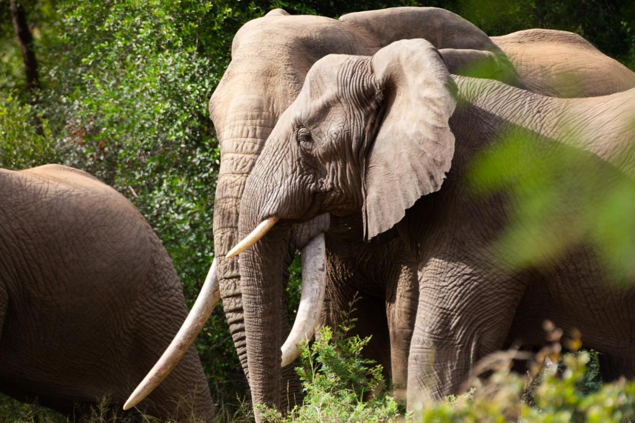 Karongwe Portfolio - Becks Safari Lodge Karongwe Game Reserve Luaran gambar