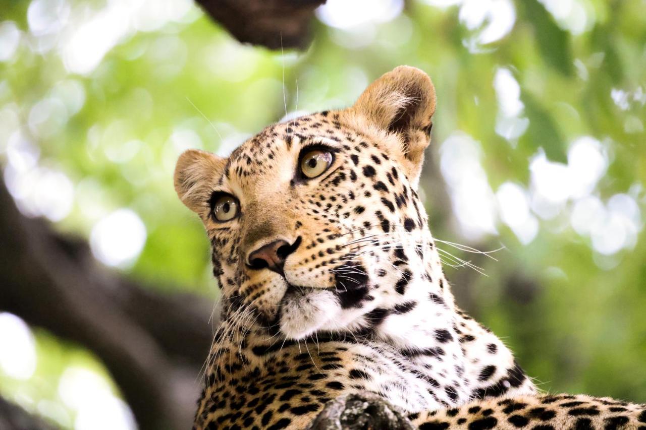 Karongwe Portfolio - Becks Safari Lodge Karongwe Game Reserve Luaran gambar