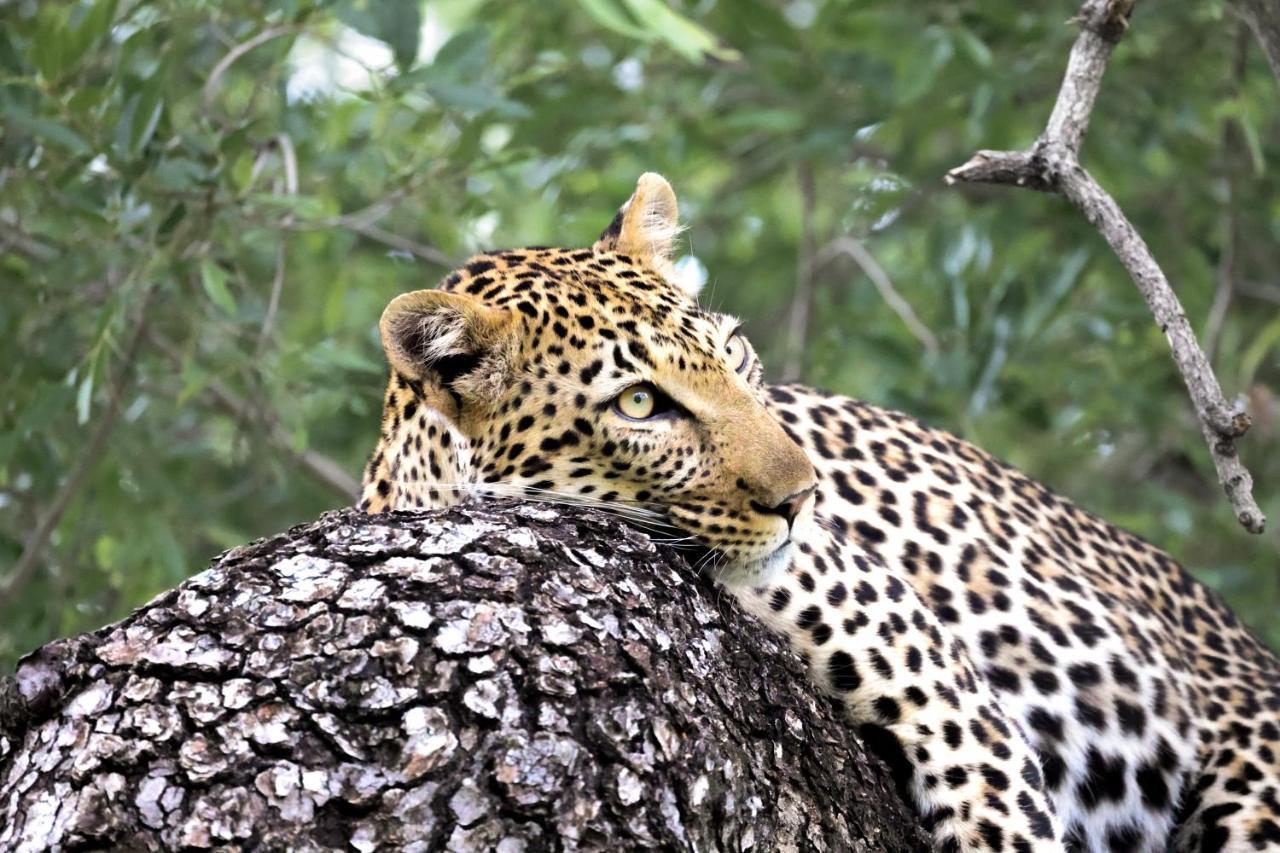 Karongwe Portfolio - Becks Safari Lodge Karongwe Game Reserve Luaran gambar