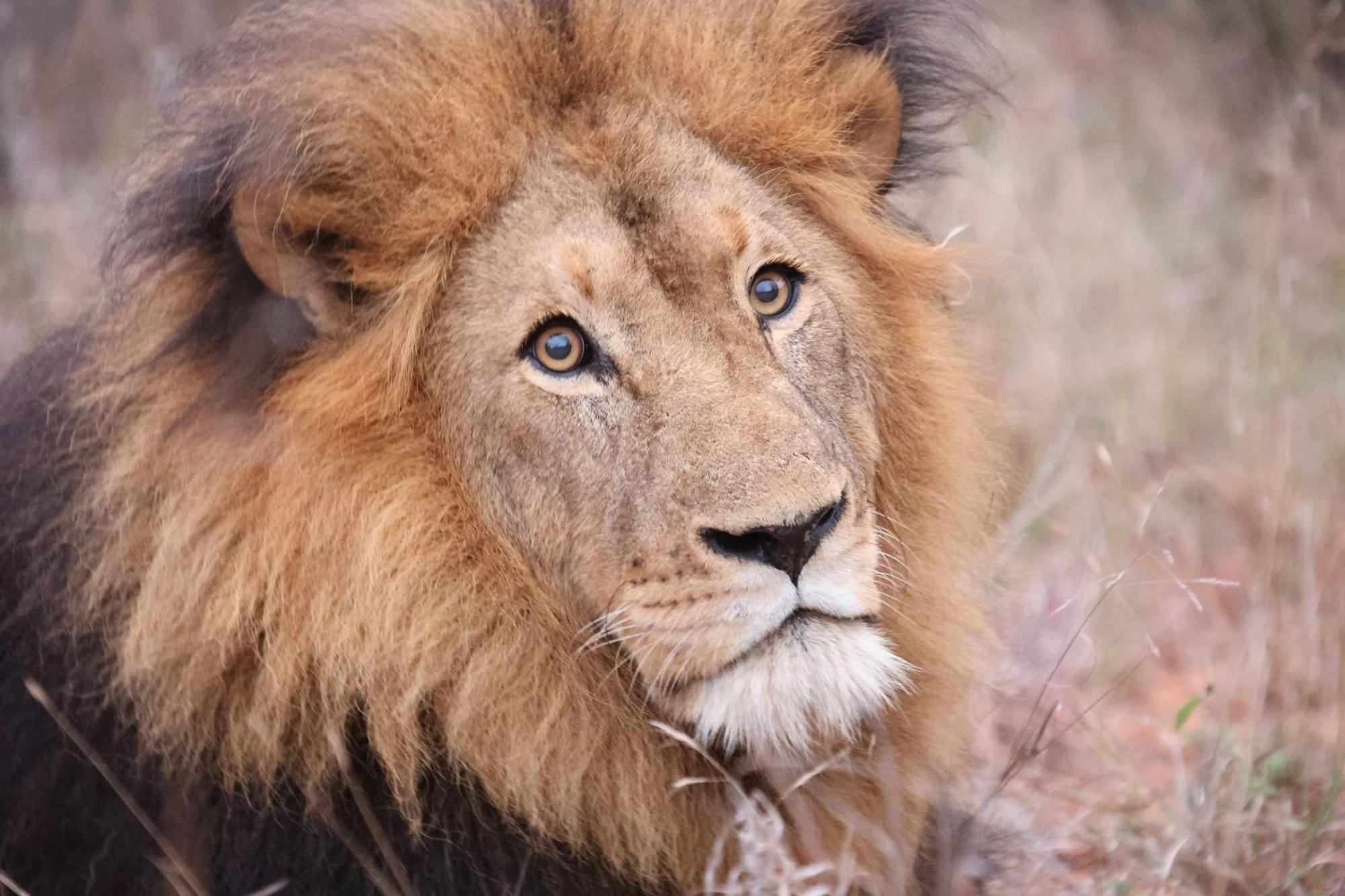 Karongwe Portfolio - Becks Safari Lodge Karongwe Game Reserve Luaran gambar