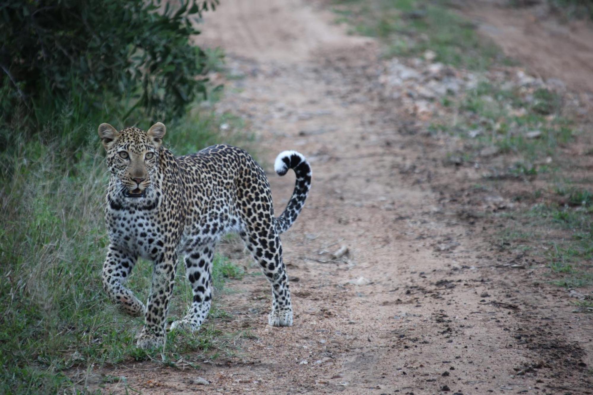Karongwe Portfolio - Becks Safari Lodge Karongwe Game Reserve Luaran gambar