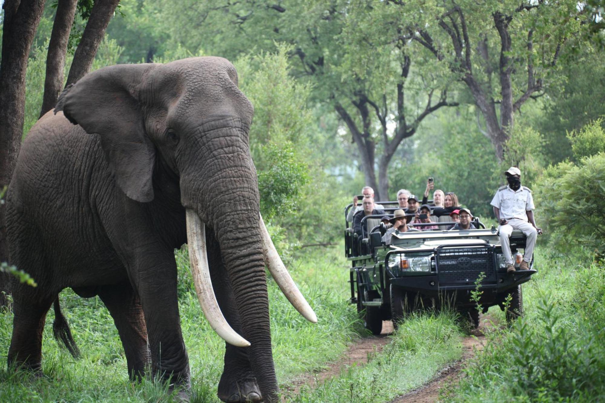 Karongwe Portfolio - Becks Safari Lodge Karongwe Game Reserve Luaran gambar