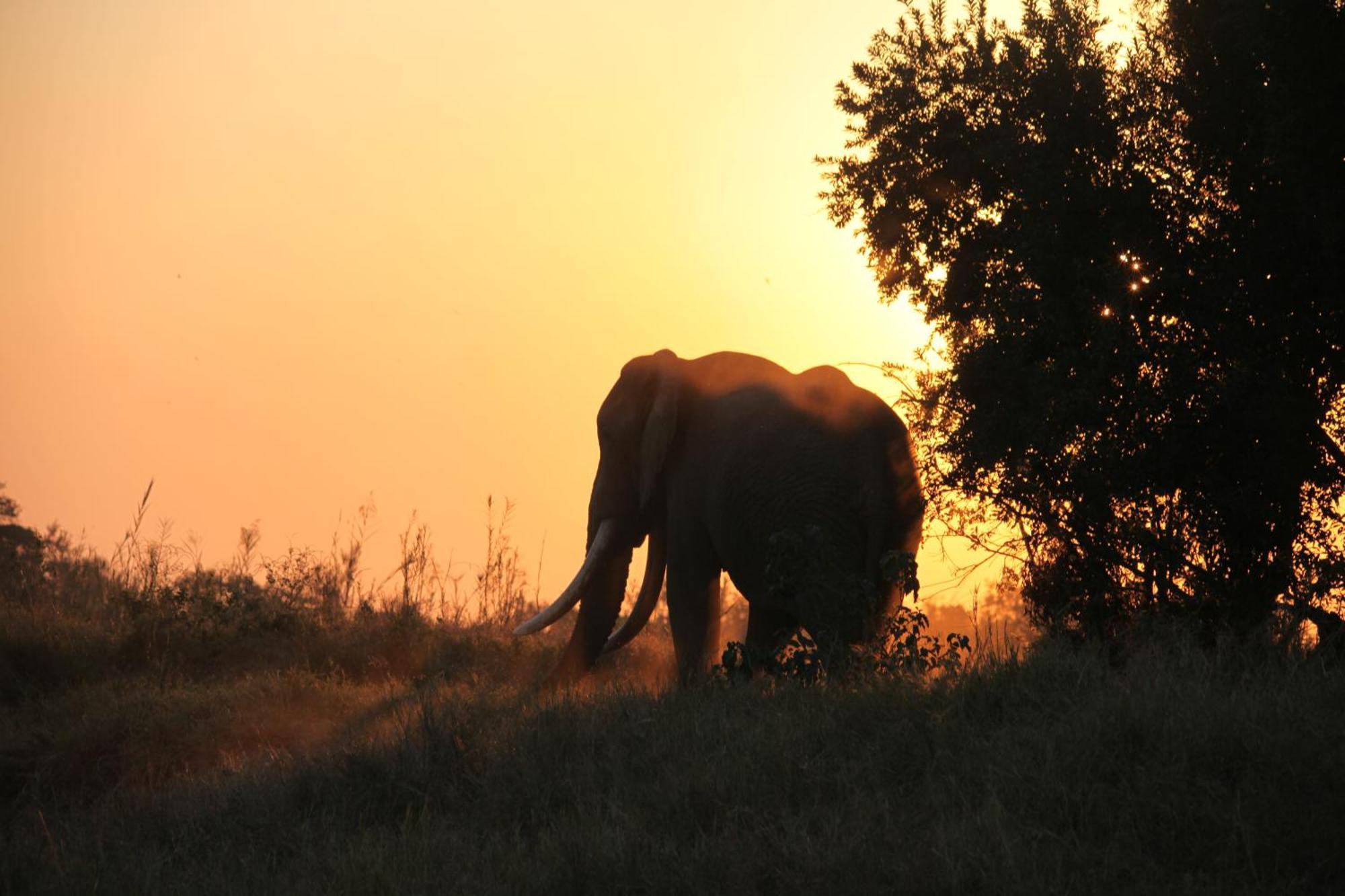 Karongwe Portfolio - Becks Safari Lodge Karongwe Game Reserve Luaran gambar