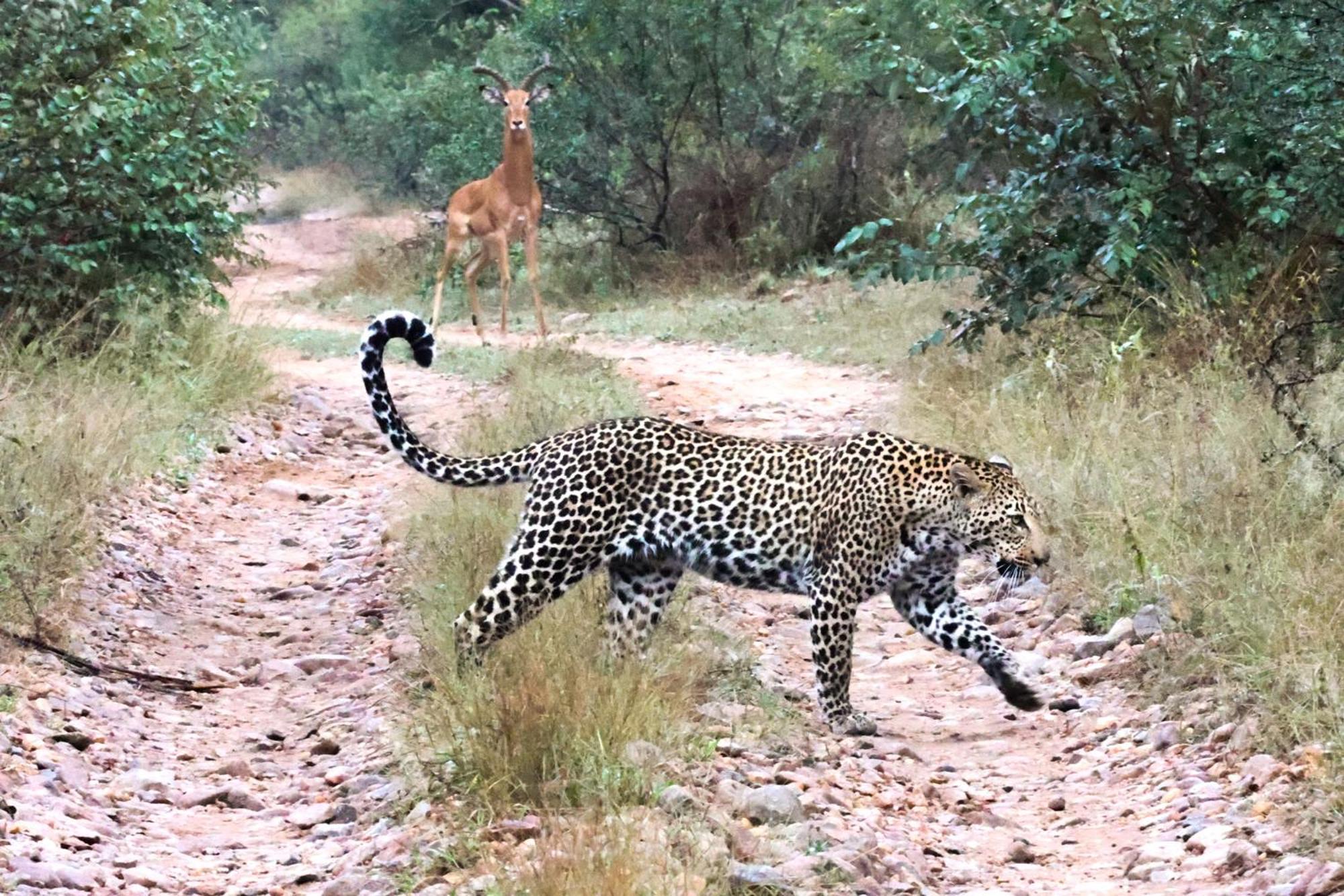 Karongwe Portfolio - Becks Safari Lodge Karongwe Game Reserve Luaran gambar