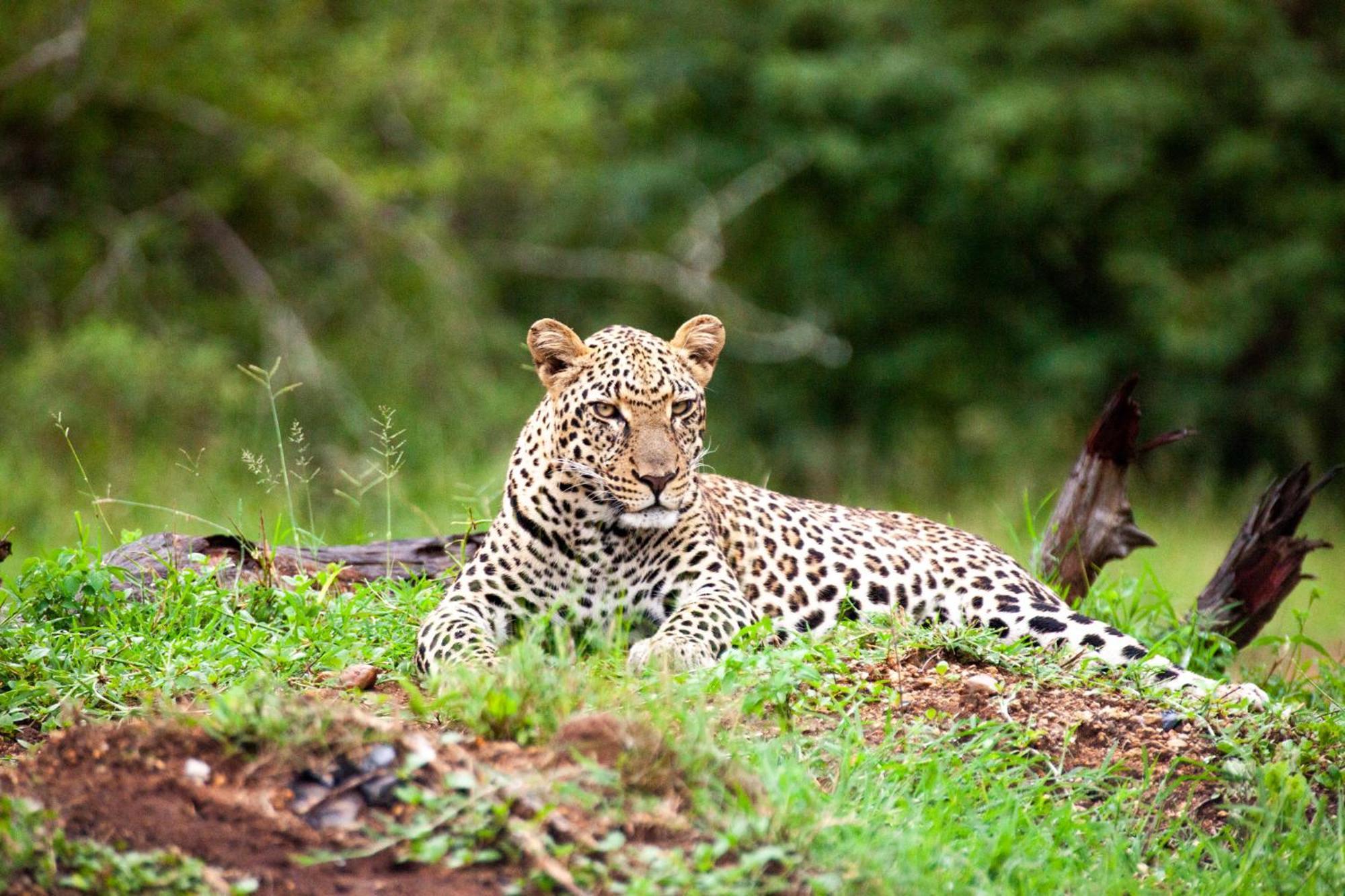Karongwe Portfolio - Becks Safari Lodge Karongwe Game Reserve Luaran gambar