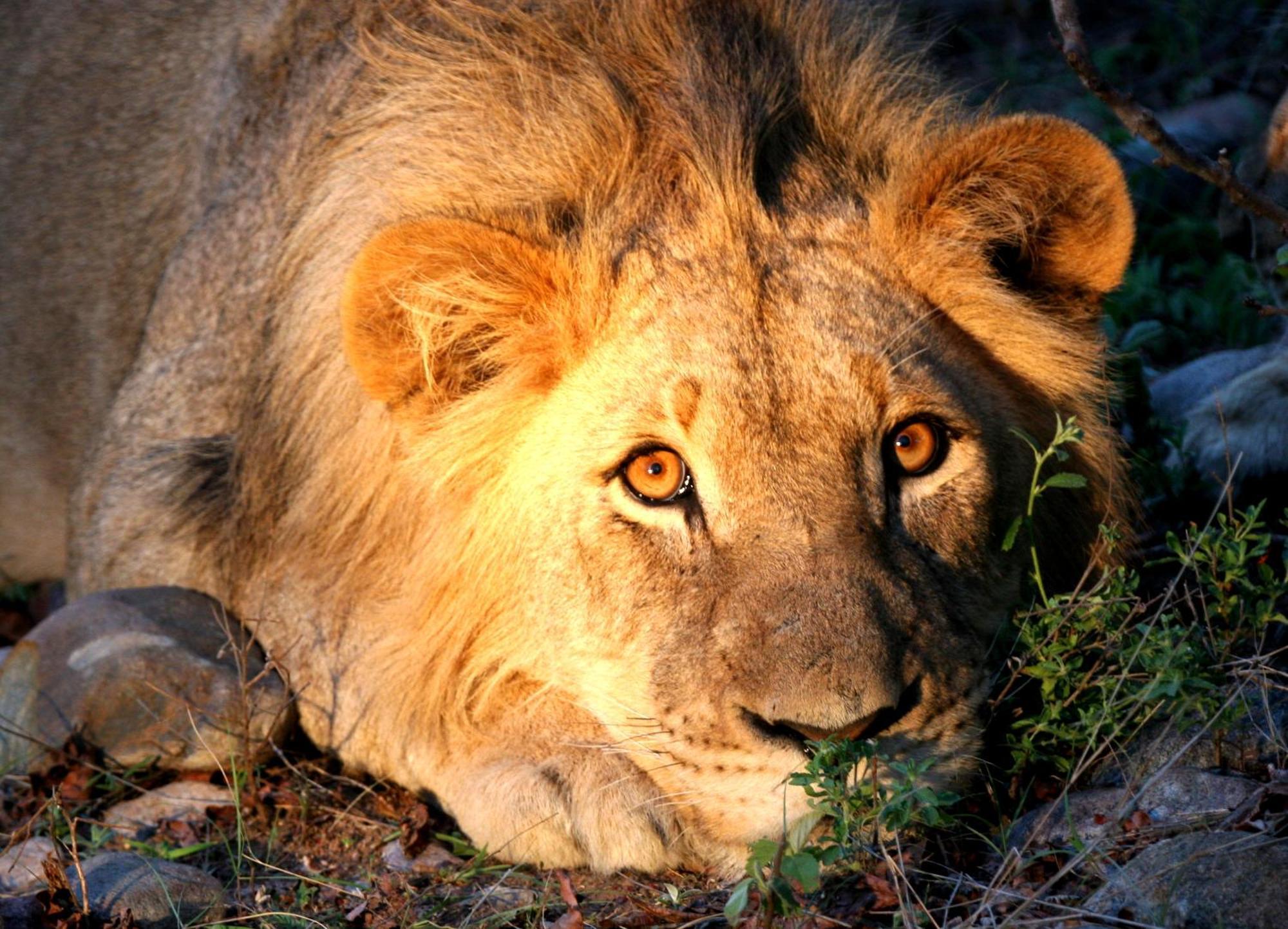 Karongwe Portfolio - Becks Safari Lodge Karongwe Game Reserve Luaran gambar