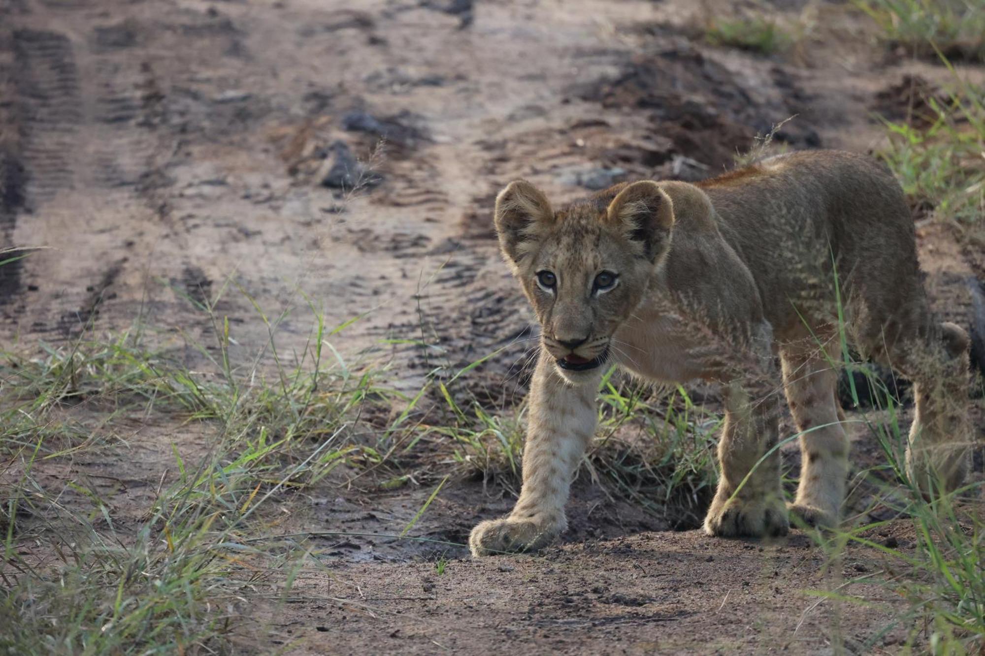 Karongwe Portfolio - Becks Safari Lodge Karongwe Game Reserve Luaran gambar