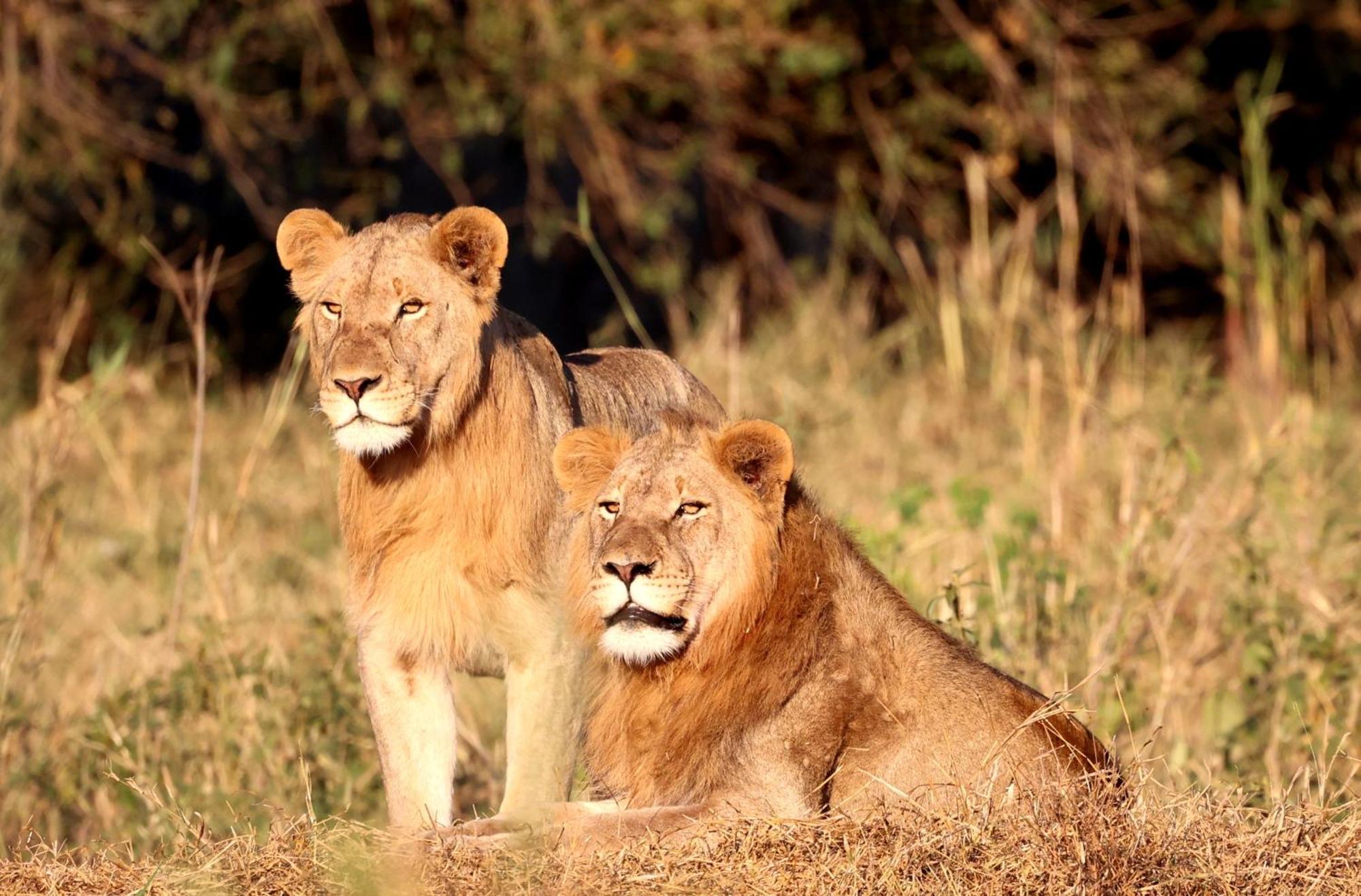 Karongwe Portfolio - Becks Safari Lodge Karongwe Game Reserve Luaran gambar