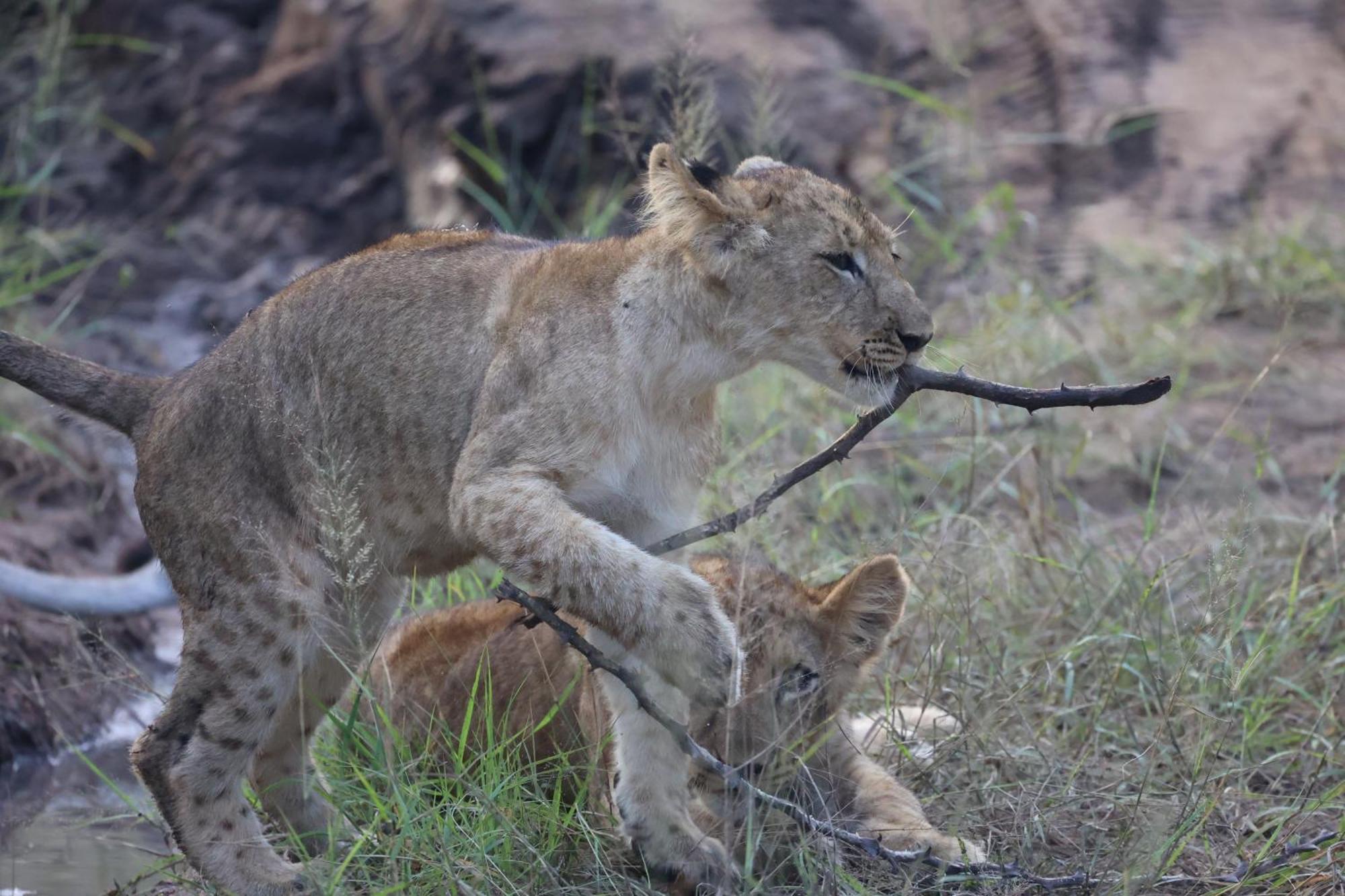 Karongwe Portfolio - Becks Safari Lodge Karongwe Game Reserve Luaran gambar