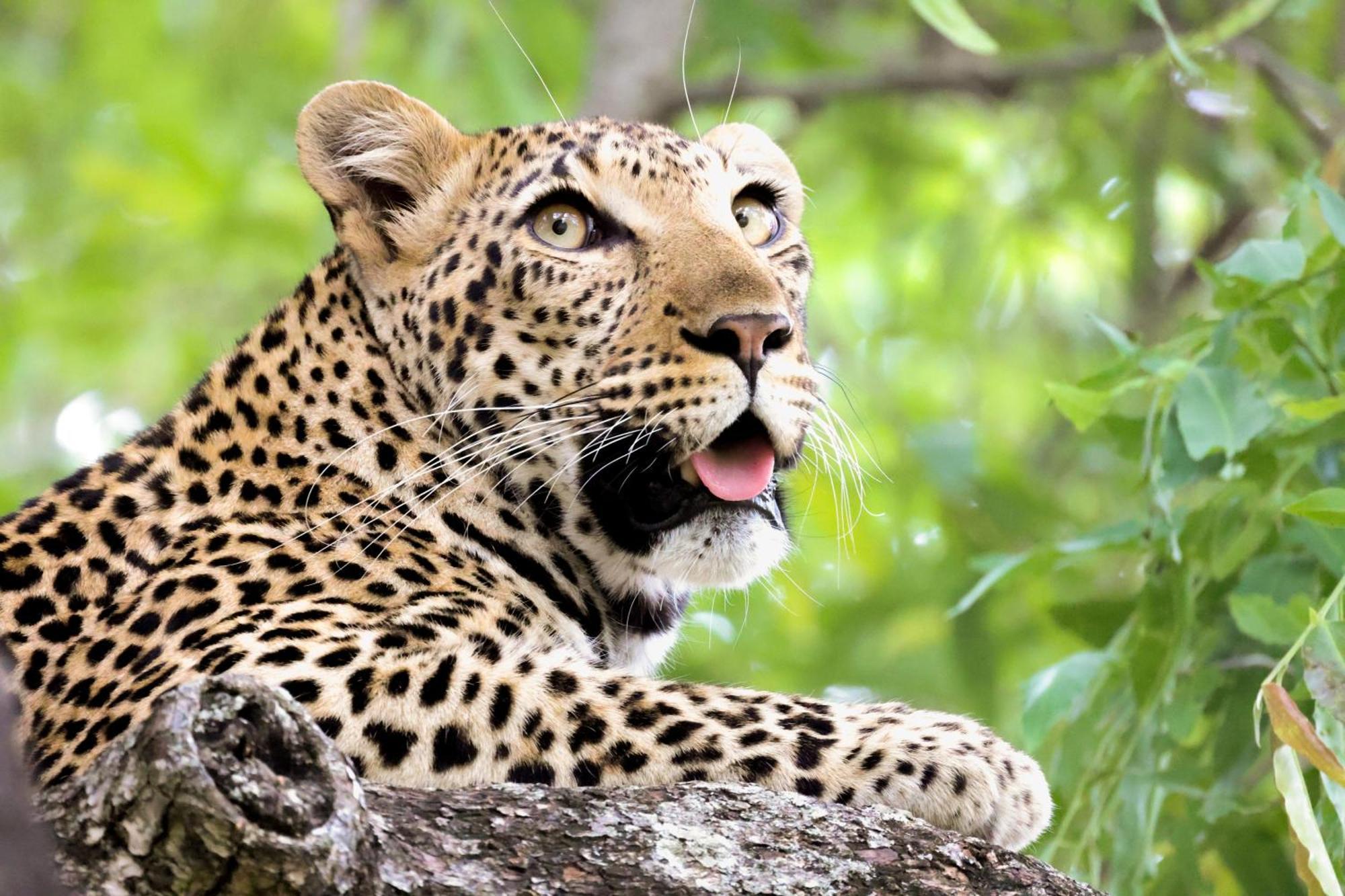 Karongwe Portfolio - Becks Safari Lodge Karongwe Game Reserve Luaran gambar